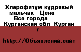 Хларофитум кудрявый мальчик › Цена ­ 30 - Все города  »    . Курганская обл.,Курган г.